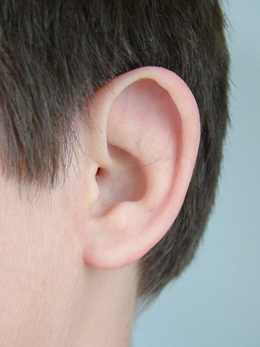 Prosthetic ear close-up